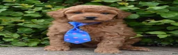 Mini Goldendoodle dogs for sale: Mini George - Ad 6