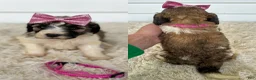 Saint Berdoodles dogs for sale: Gabby - standard f1b - Ad 2