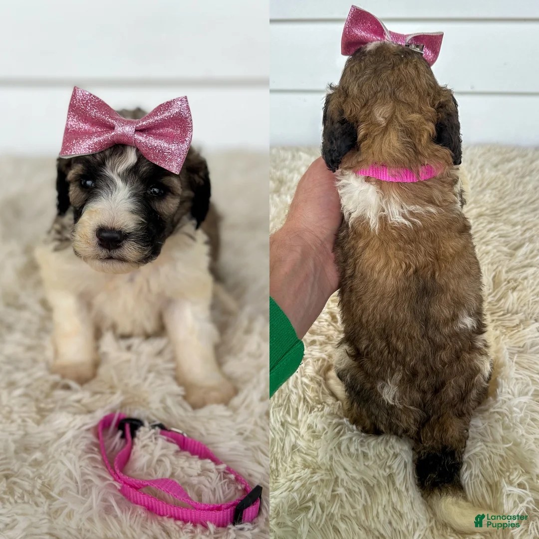 Saint Berdoodles dogs for sale: Gabby - standard f1b - Ad 2