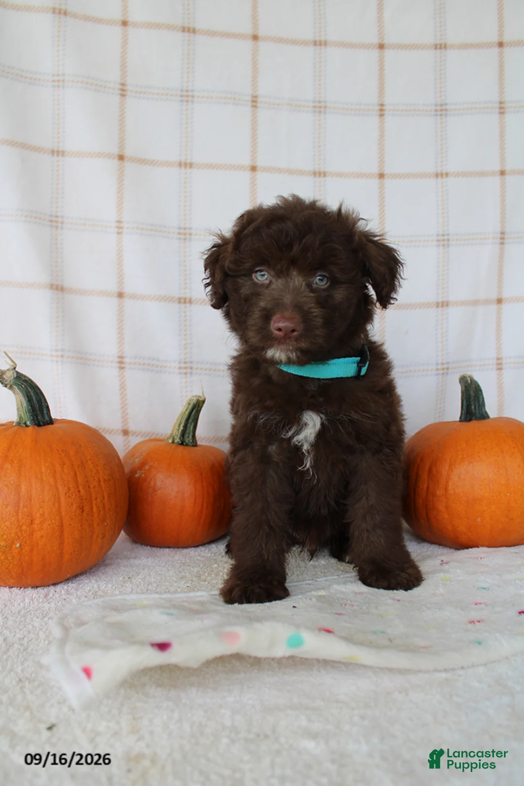 Mini Aussiedoodle dogs for sale: Barkley - Ad 1