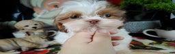 Shih Tzu dogs for sale: piolin - Ad 1