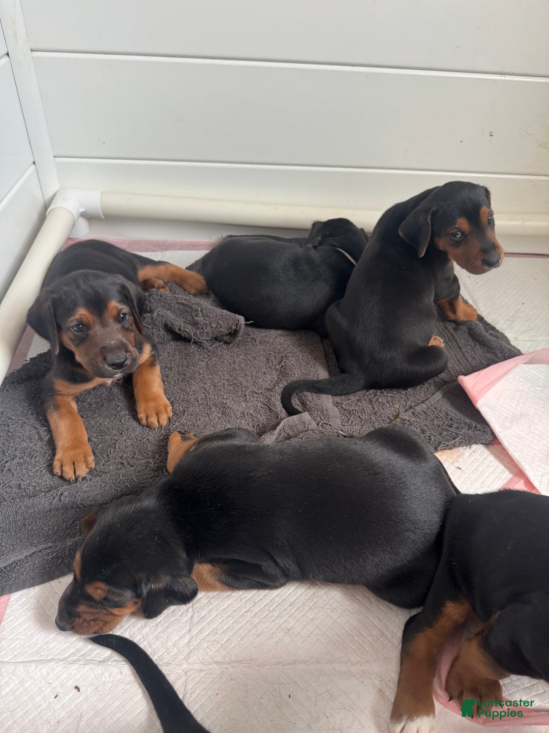 Mixed Breed dogs for sale: Mixed Breed Puppy 4 - Ad 26