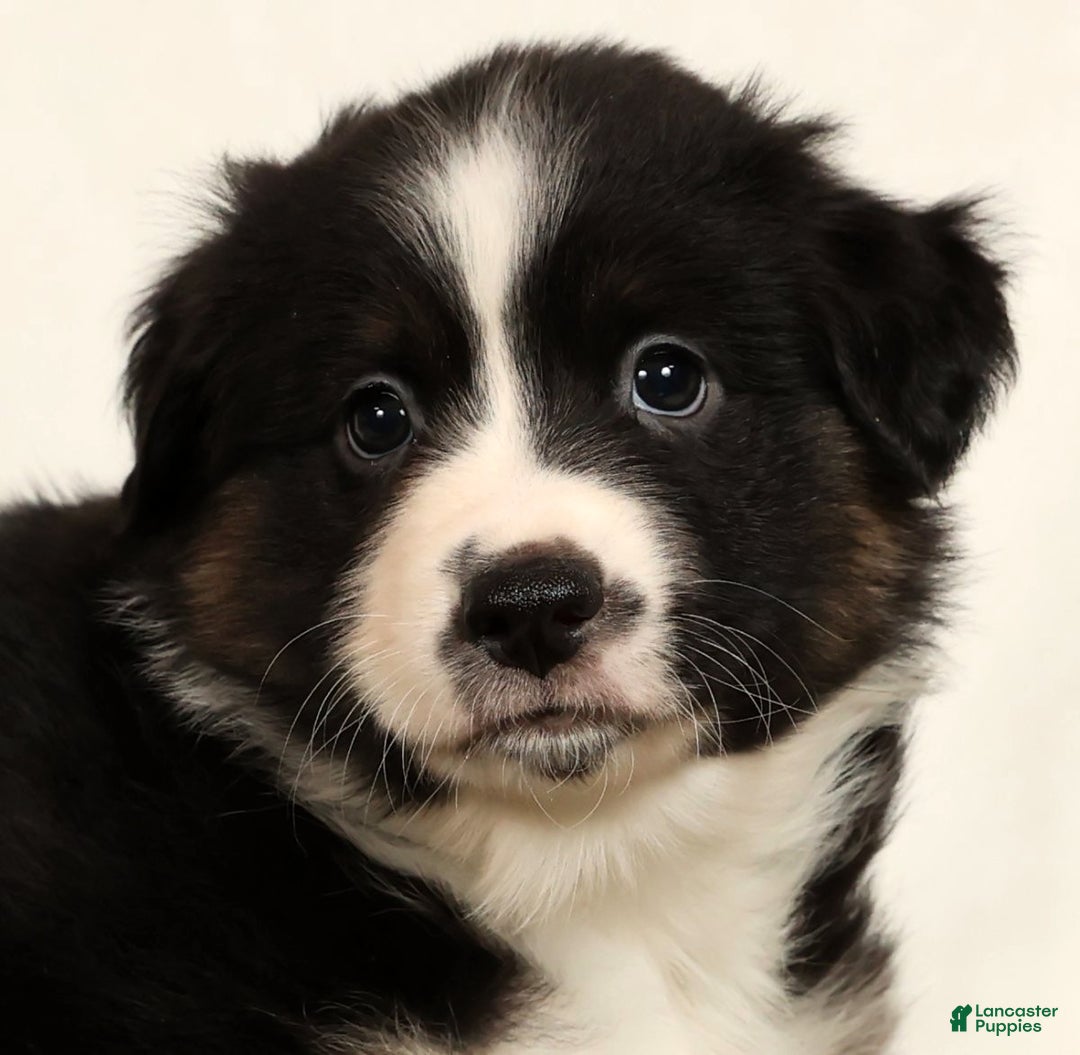 Miniature Australian Shepherd dogs for sale: Duke - Ad 9