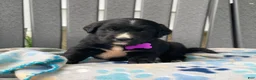 Mixed Breed dogs for sale: Willow - Ad 3