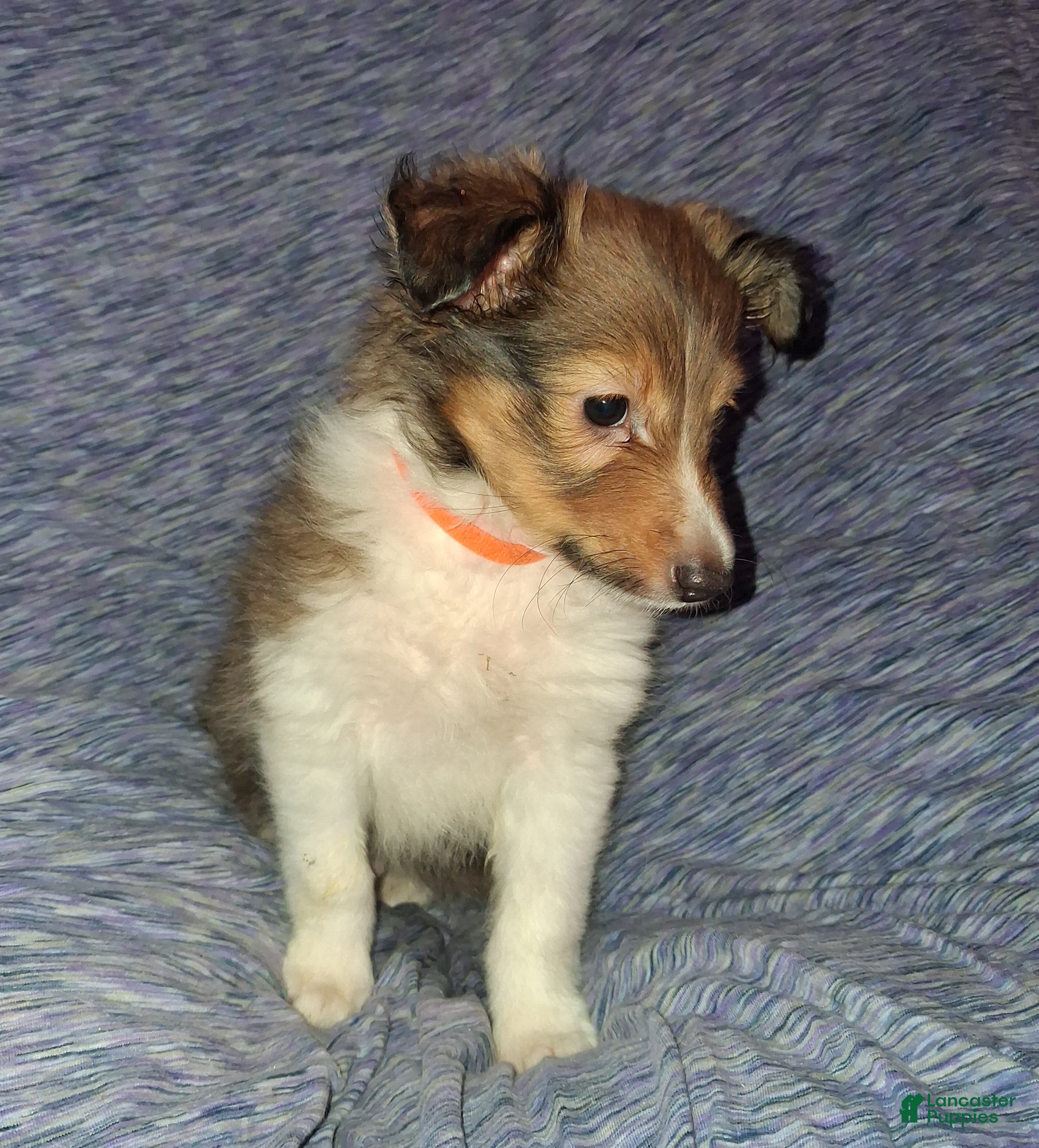 Shetland Sheepdog dogs Shetland Sheepdog Puppy 5 - Ad 2