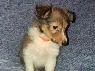Shetland Sheepdog dogs Shetland Sheepdog Puppy 5 - Ad 2