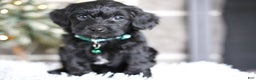 Yorkiepoo dogs for sale: Sutton - Ad 9