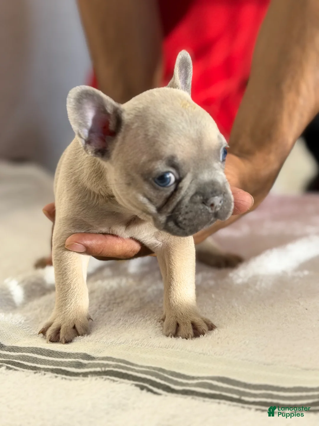 French Bulldog dogs for sale: French Bulldog Puppy 6 - Ad 1