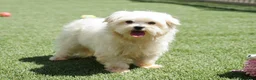 Maltese dogs for sale: Bodie - Ad 7