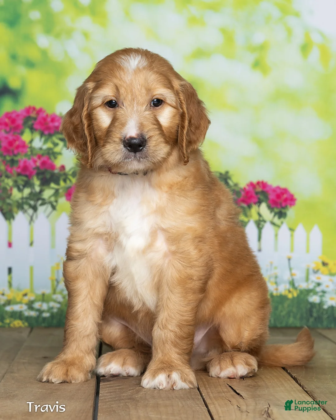 Goldendoodle dogs for sale: Travis - Ad 2