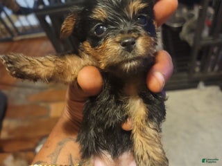 Silky Terrier dogs - Ad 1