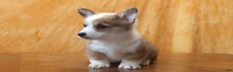 Welsh Corgi Pembroke dogs for sale: Brady - Ad 3