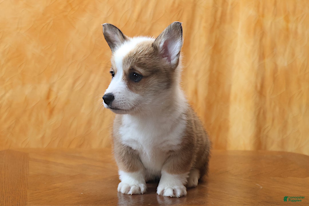 Welsh Corgi Pembroke dogs for sale: Brady - Ad 3