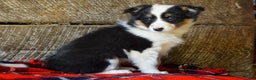 Mixed Breed dogs for sale: Cara - Ad 2