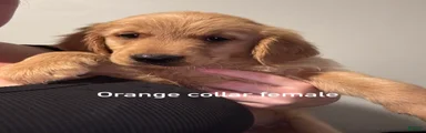 Orange collar Golden Retriever 9