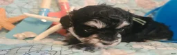 Toy Poodle dogs for sale: Bubba - Ad 4