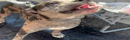 American Bully dogs for sale: American Bully Puppy 6 - Ad 3