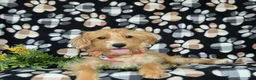 Shorkie dogs for sale: Luke Hypoallergenic - Ad 4