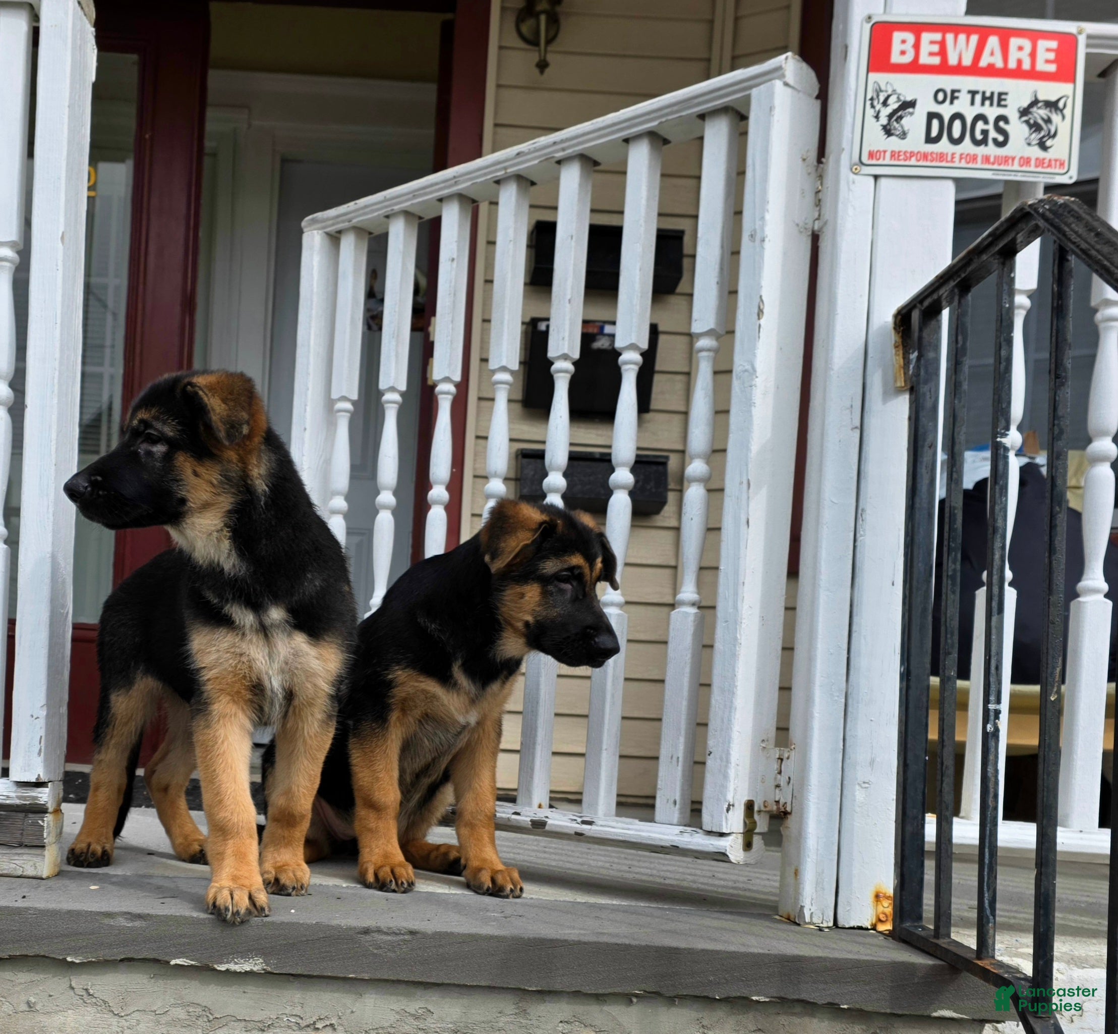 German Shepherd dogs Zara 🐾 - Ad 2