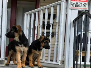 German Shepherd dogs Zara 🐾 - Ad 2
