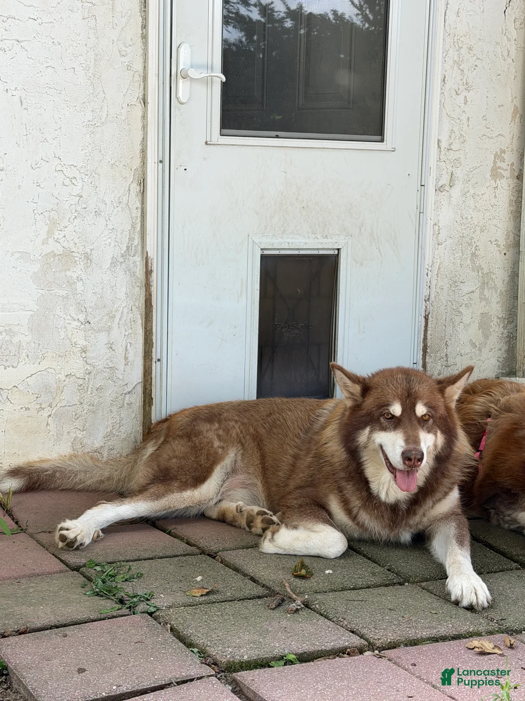 Alaskan Malamute dogs for sale: Alaskan Malamute Puppy 1 - Ad 1