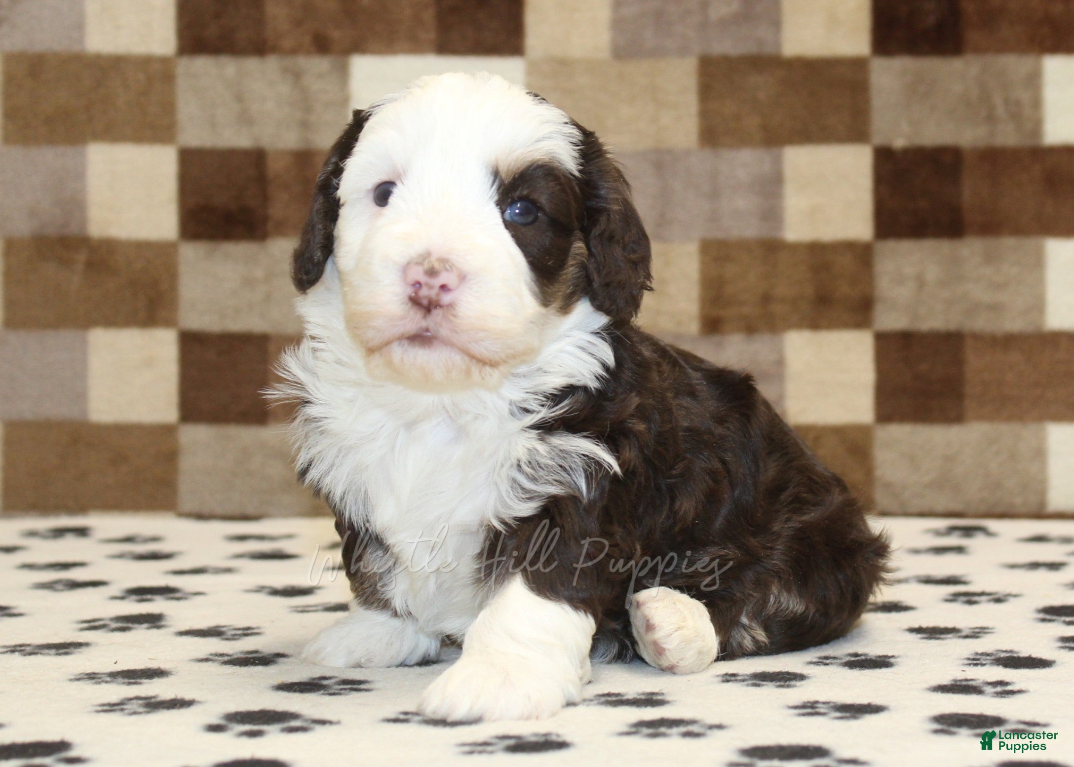 Mini Bernedoodle dogs Bailey - Ad 1