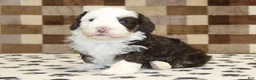Mini Bernedoodle dogs for sale: Bailey - Ad 1