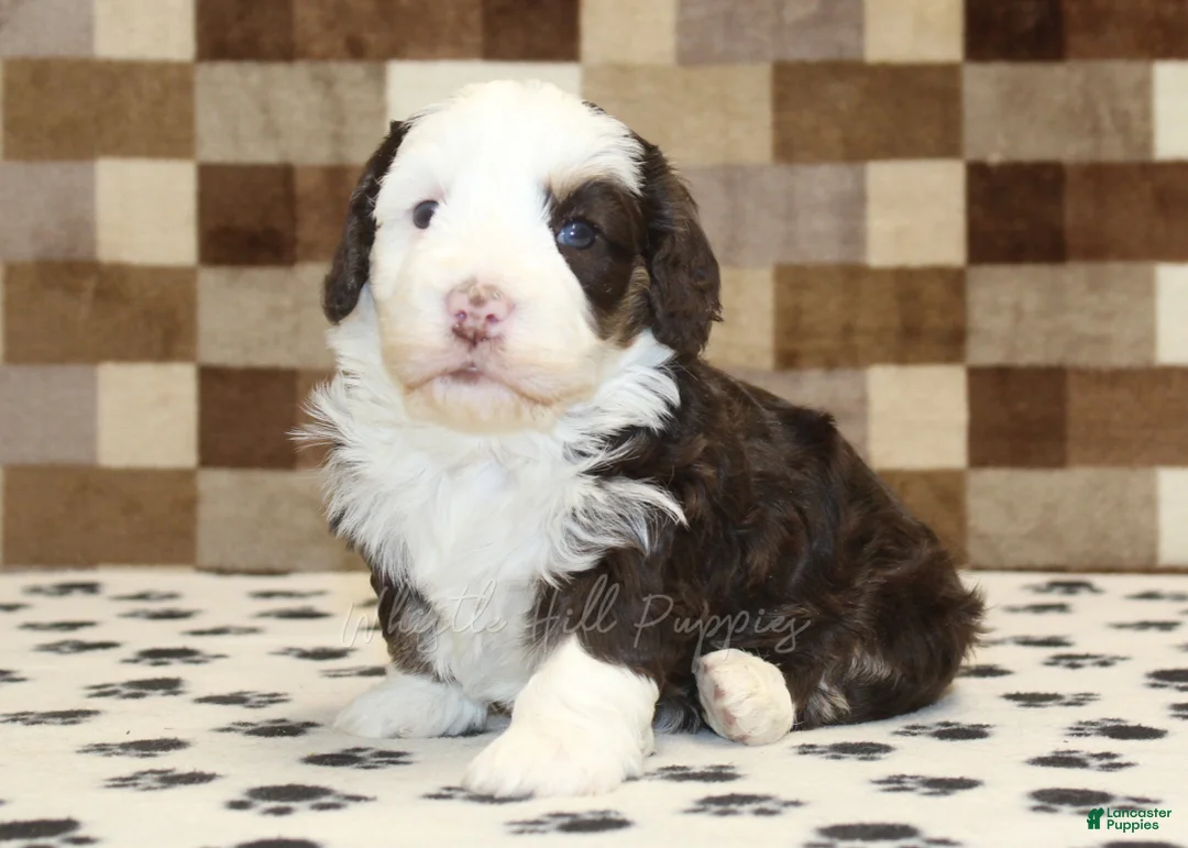 Mini Bernedoodle dogs for sale: Bailey - Ad 1