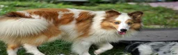 Shetland Sheepdog dogs for sale: NEMO-ADULT MALE - Ad 7