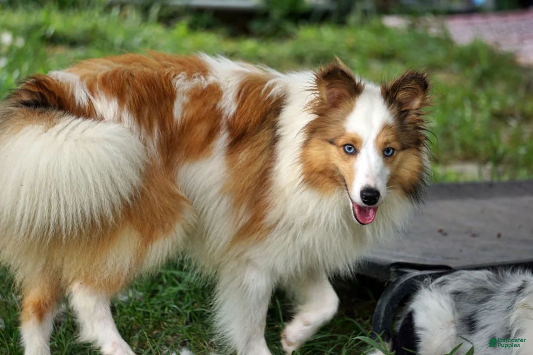 Shetland Sheepdog dogs for sale: NEMO-ADULT MALE - Ad 7