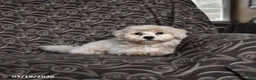 Maltipoo dogs for sale: Gorden - Ad 4
