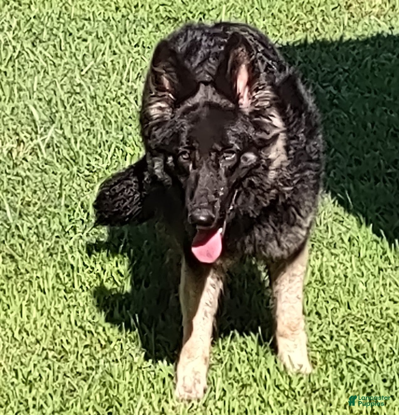 German Shepherd dogs German Shepherd Puppy Blue Collar - Ad 2