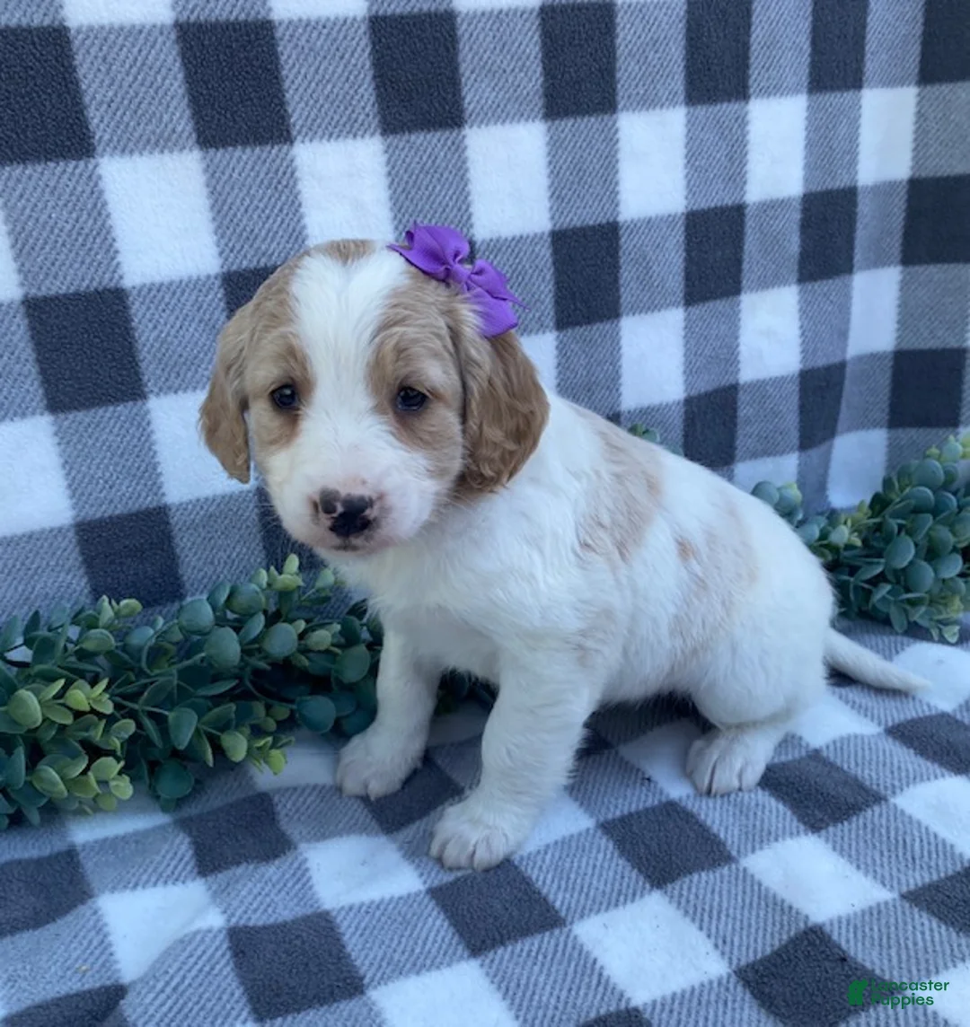 Mini Goldendoodle dogs for sale: Lily - Ad 2
