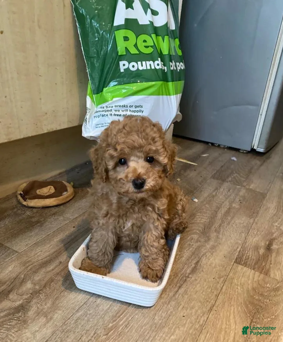 Toy Poodle dogs for sale: Stacey  - Ad 22