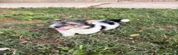 Morkie dogs for sale: Cody - Ad 5