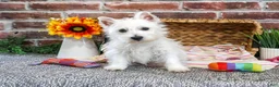 West Highland Terrier dogs for sale: Ophelia - Ad 2