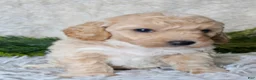Bichpoo dogs for sale: Bichpoo 2 - Ad 2