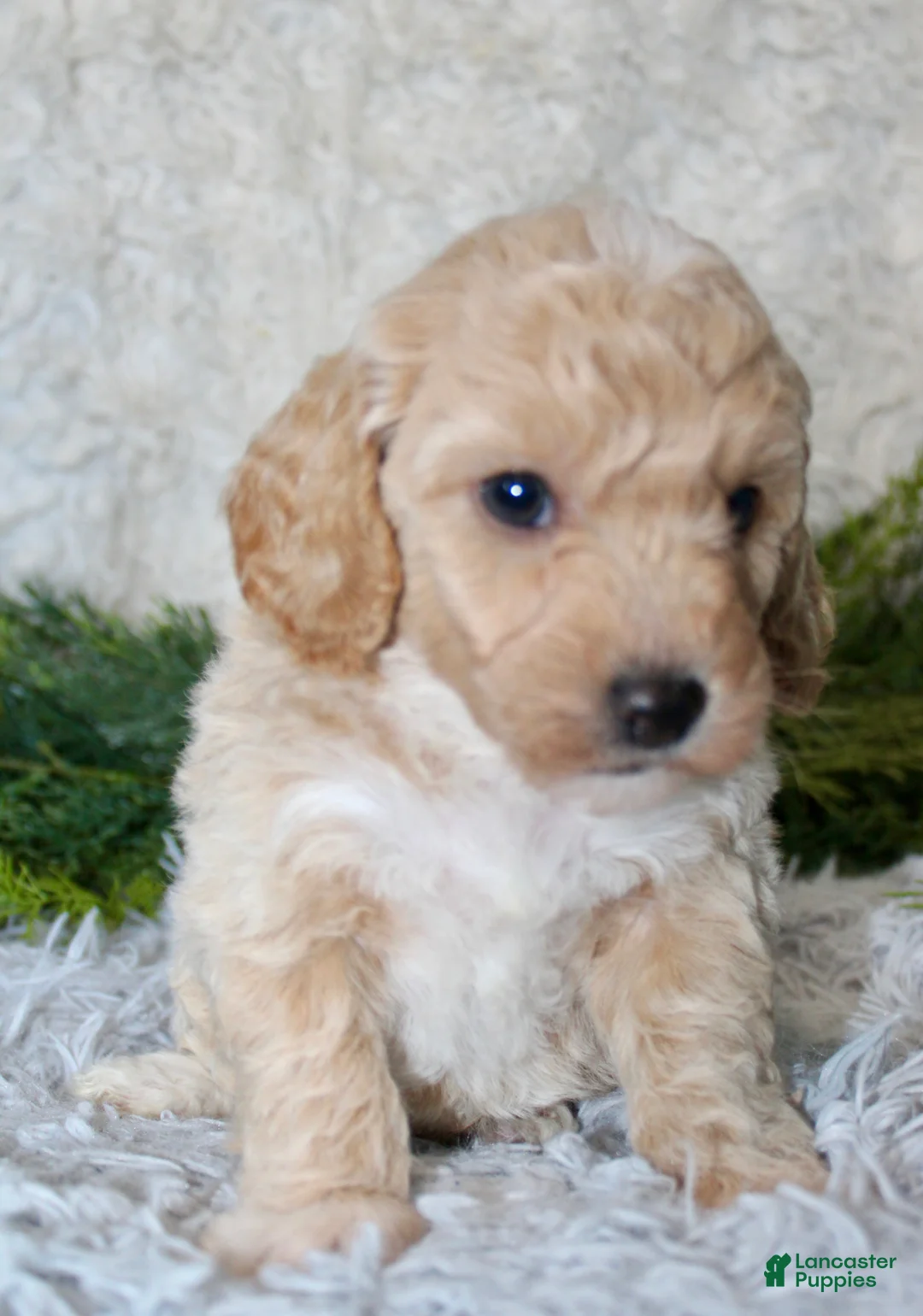 Bichpoo dogs for sale: Bichpoo 2 - Ad 2