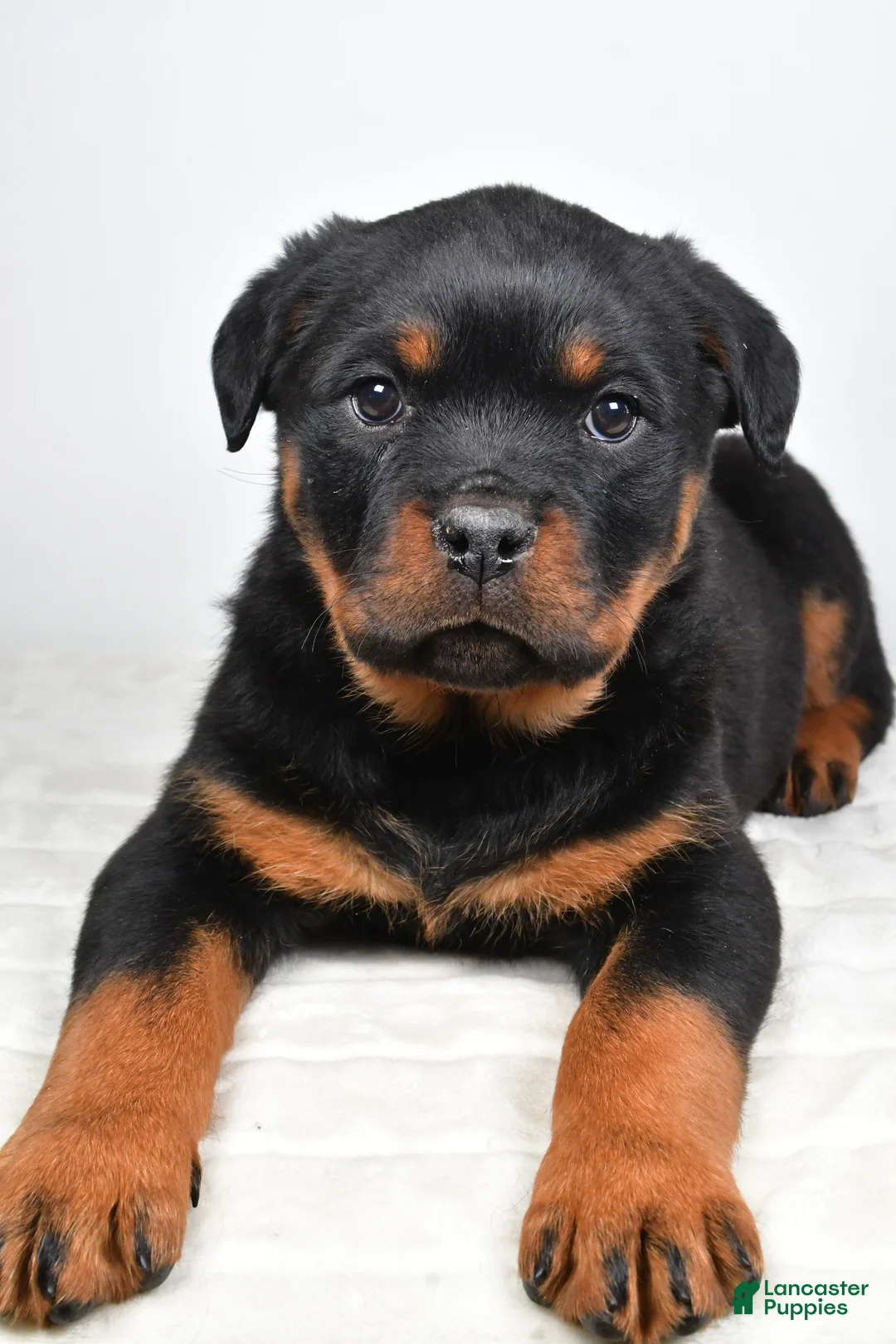Rottweiler dogs for sale: Peggy - Ad 4