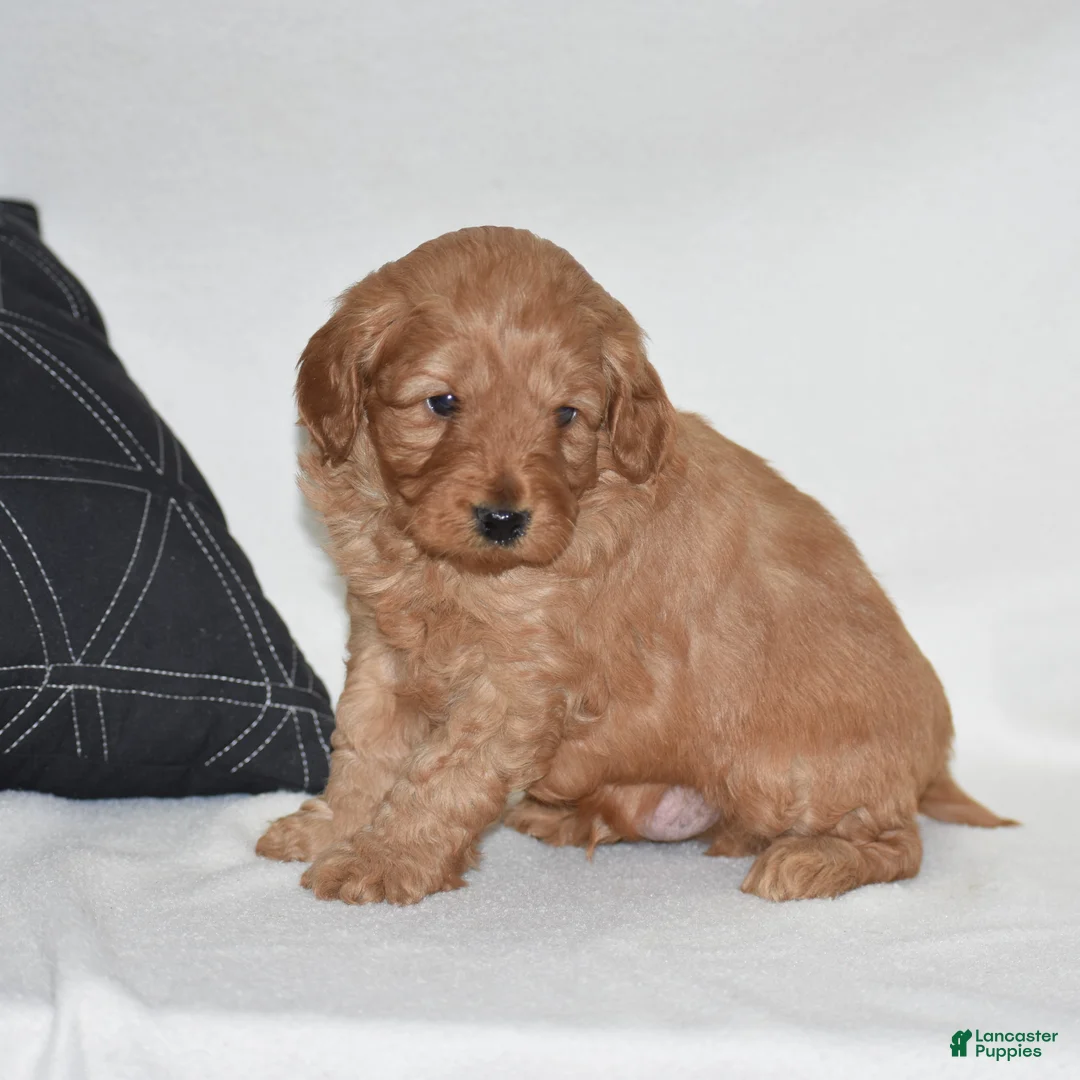 Mini Goldendoodle dogs for sale: Waden - Ad 2