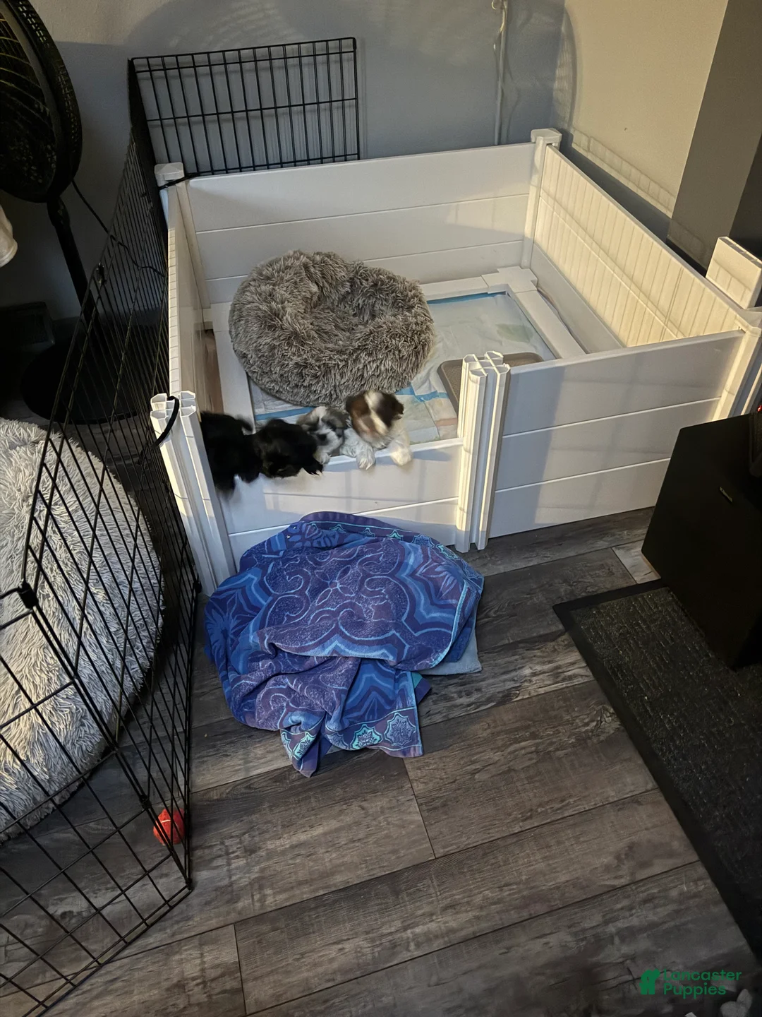 Shih Tzu dogs for sale: Shih Tzu Puppy 2 - Ad 2
