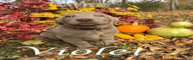 Violet