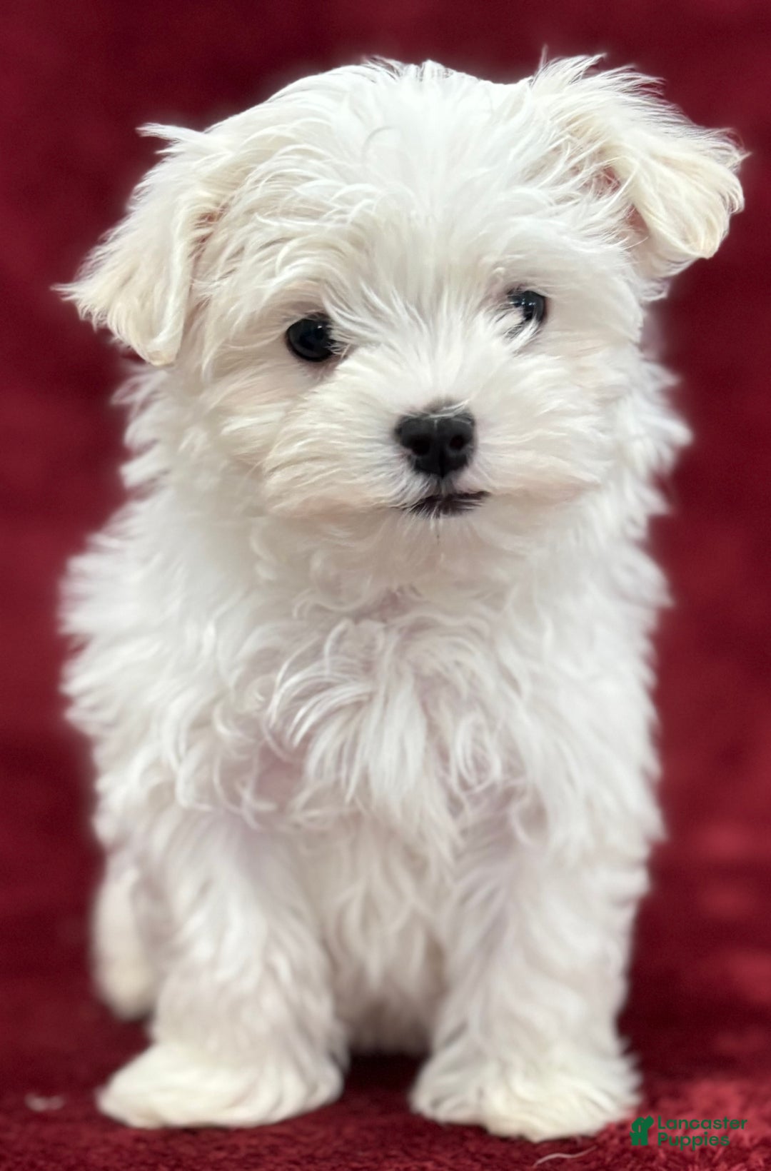 Maltese dogs for sale: Joy - Ad 2