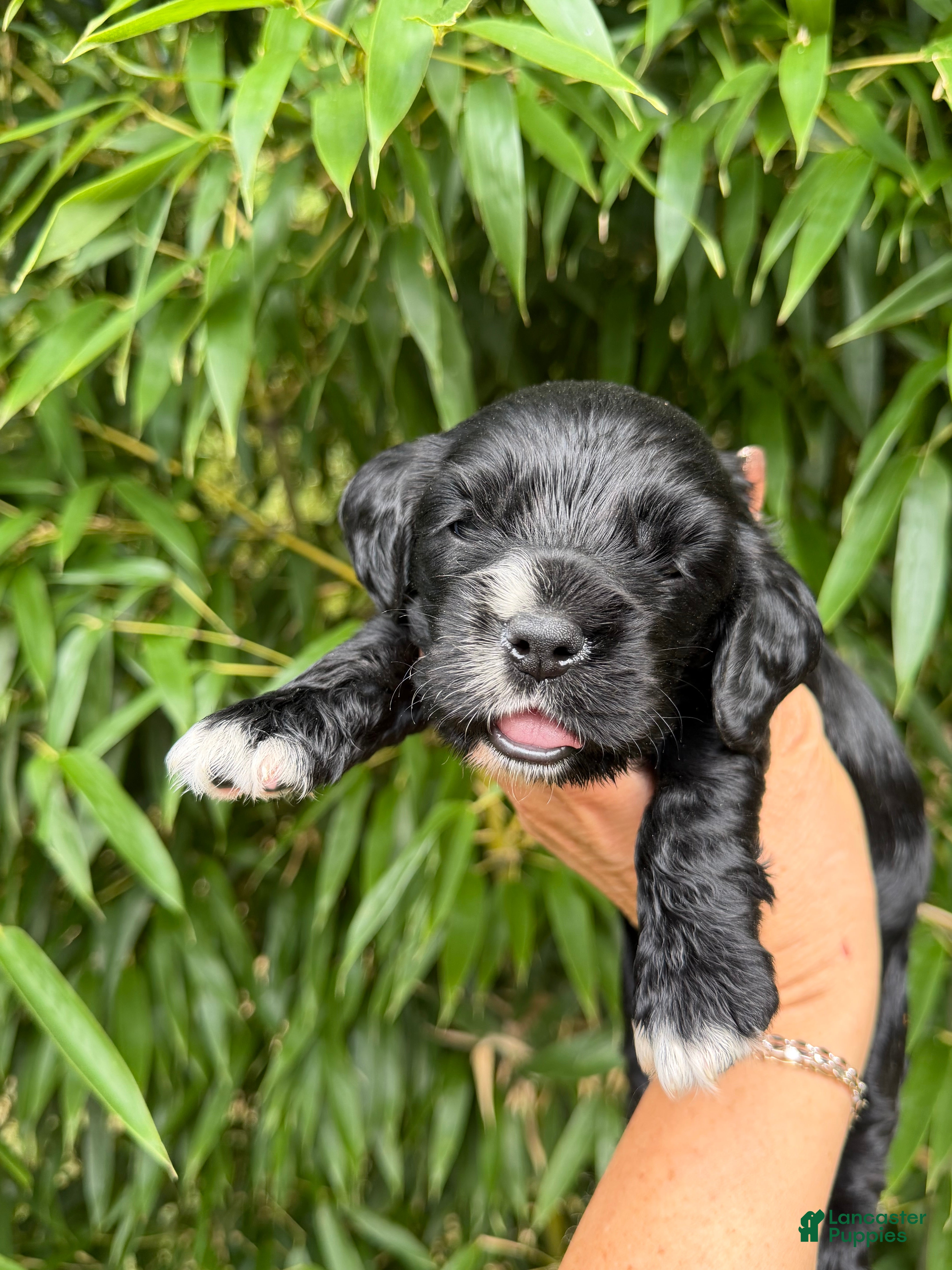 Cocker Spaniel dogs Cocker Spaniel 4 - Ad 34