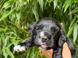 Cocker Spaniel dogs Cocker Spaniel 4 - Ad 19