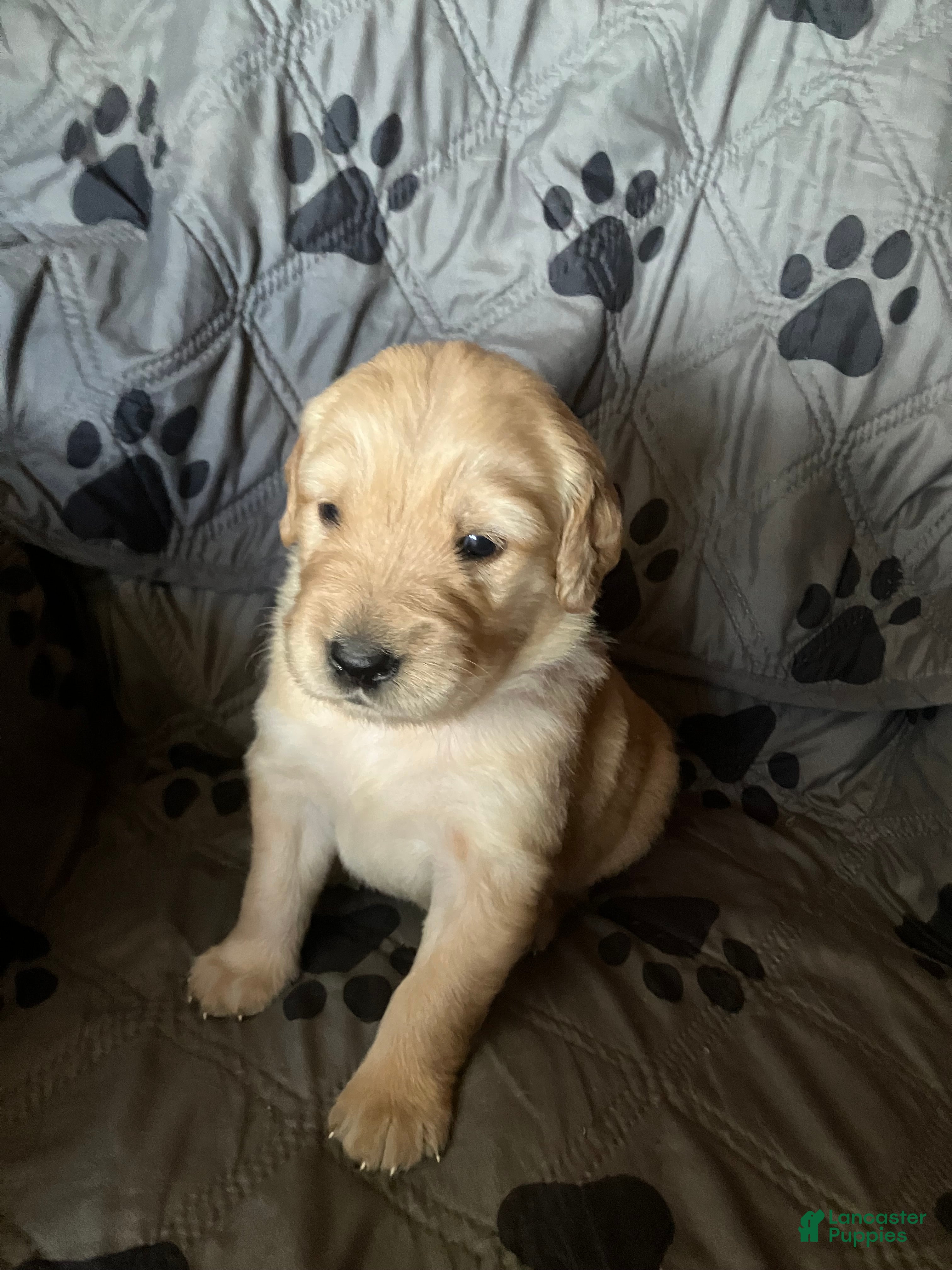 Golden Retriever dogs Golden Retriever 5 - Ad 42