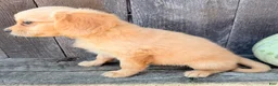 Miniature Golden Retriever dogs for sale: Willow Female Mini Golden Retriever - Ad 6