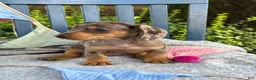 Miniature Dachshund dogs for sale: Theodora - Ad 8