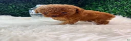 Toy Poodle dogs for sale: Phoenix  - Ad 6