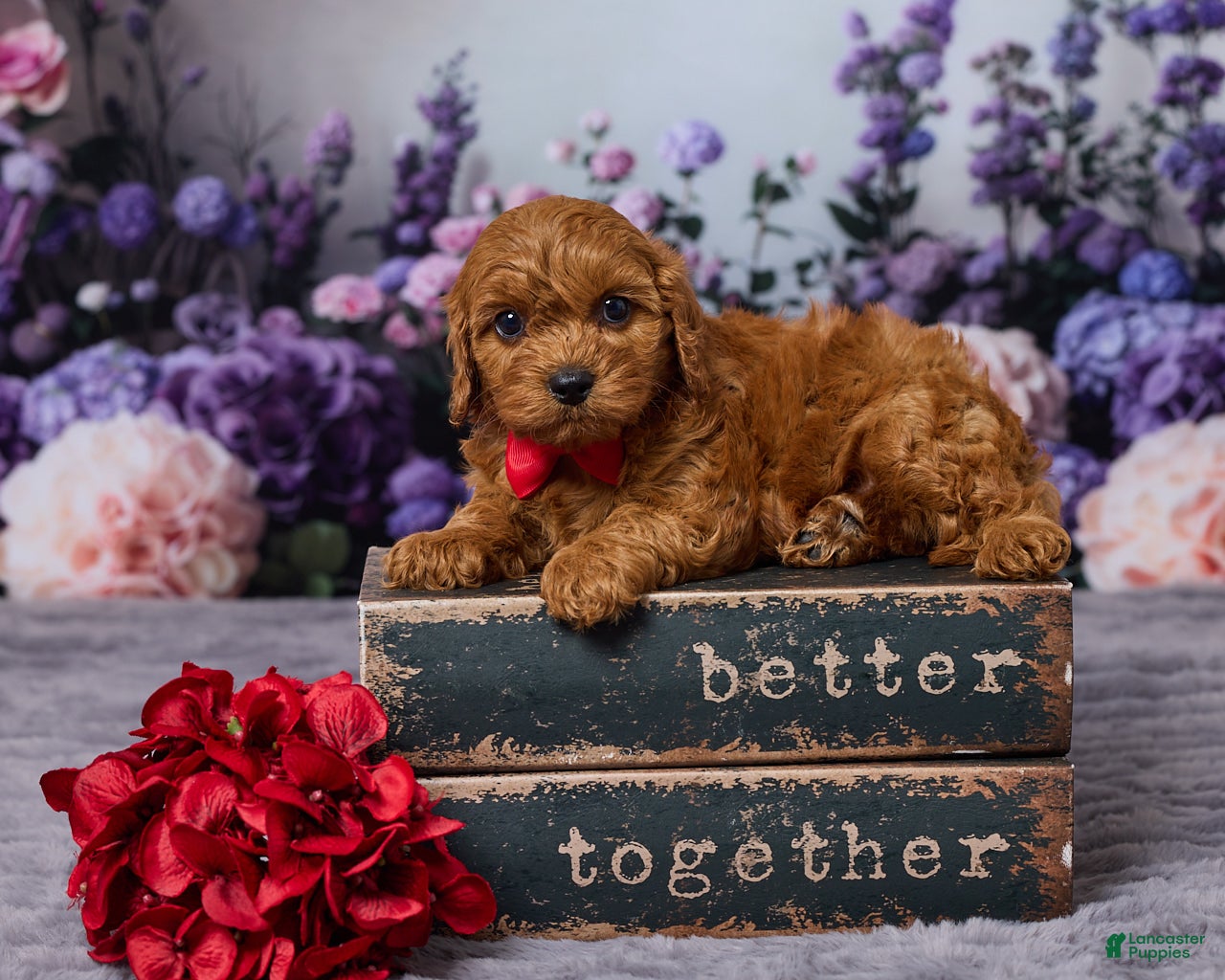 Cavapoo dogs Chewy - Ad 1